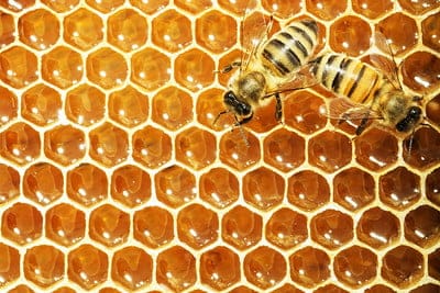 Pure raw golden honeycomb with bees harvesting honey